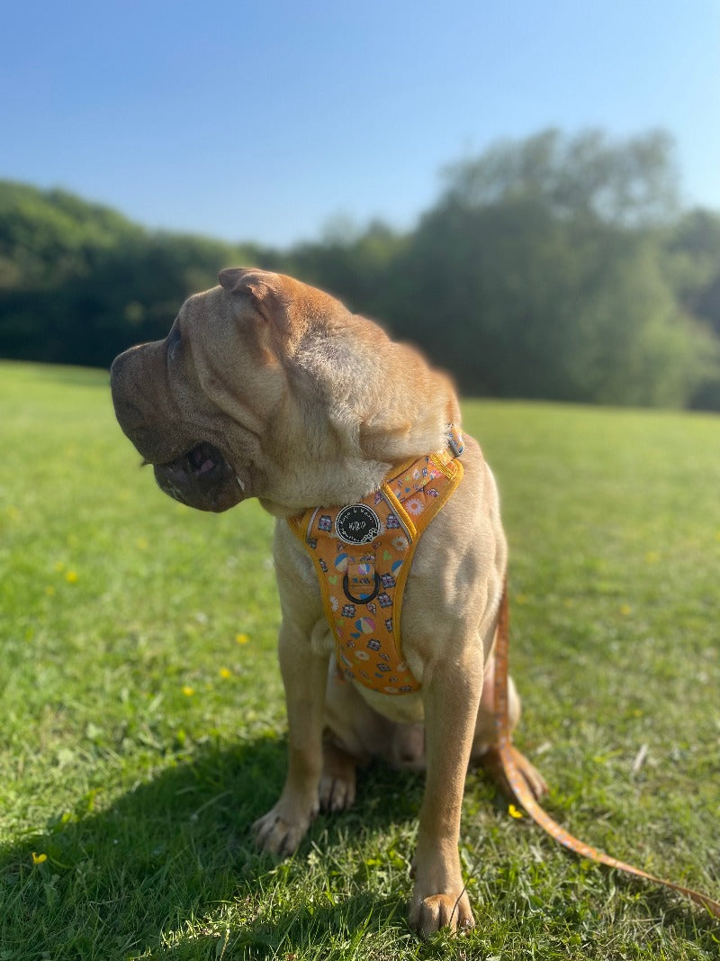 "Sunbeams & Ice-cream Dog Harness: A unique HBP design, no-pull fully adjustable harness! Our CEO, Hugo, showcases the exceptional quality and functionality of the harness."Printed Oxford Fabric with breathable backing mesh for quick drying • Fully adjustable for a comfortable fit