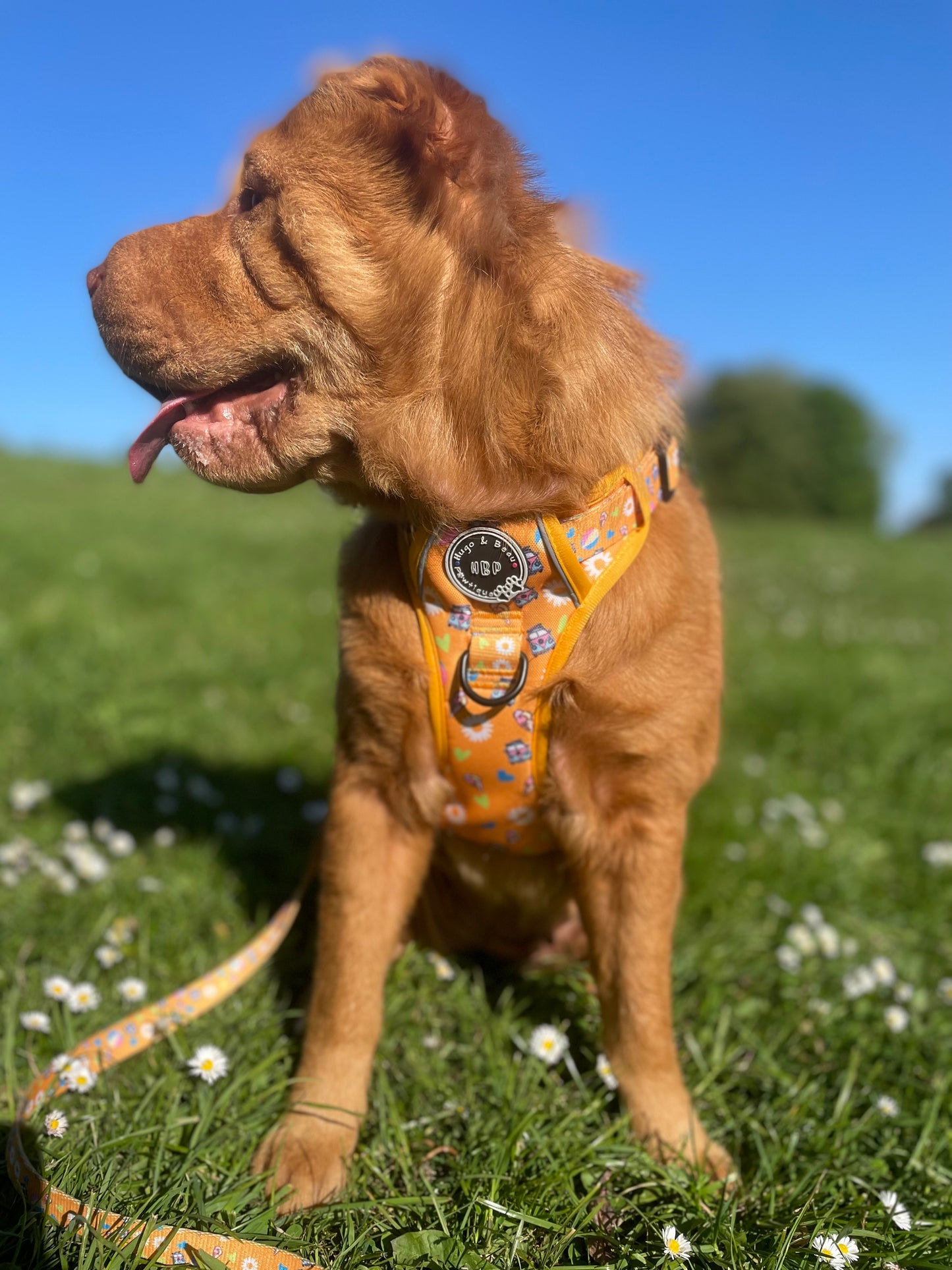 Mighty Explorer - Sunbeams & Icecreams Dog Harness